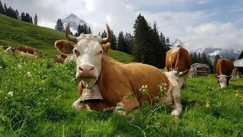 TORINO SUD - Allerta Coldiretti: «Caldo, manca l’erba in montagna. In crisi l’economia d’alpeggio»
