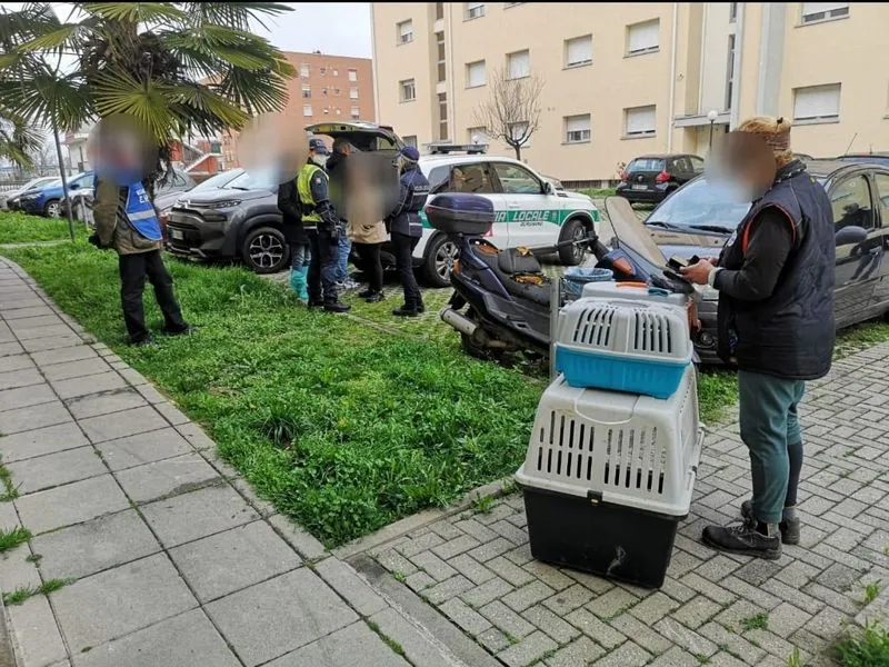 ALPIGNANO - La Polizia Locale salva 16 gatti che vivevano in un bilocale alle Atc del quartiere Sassetto