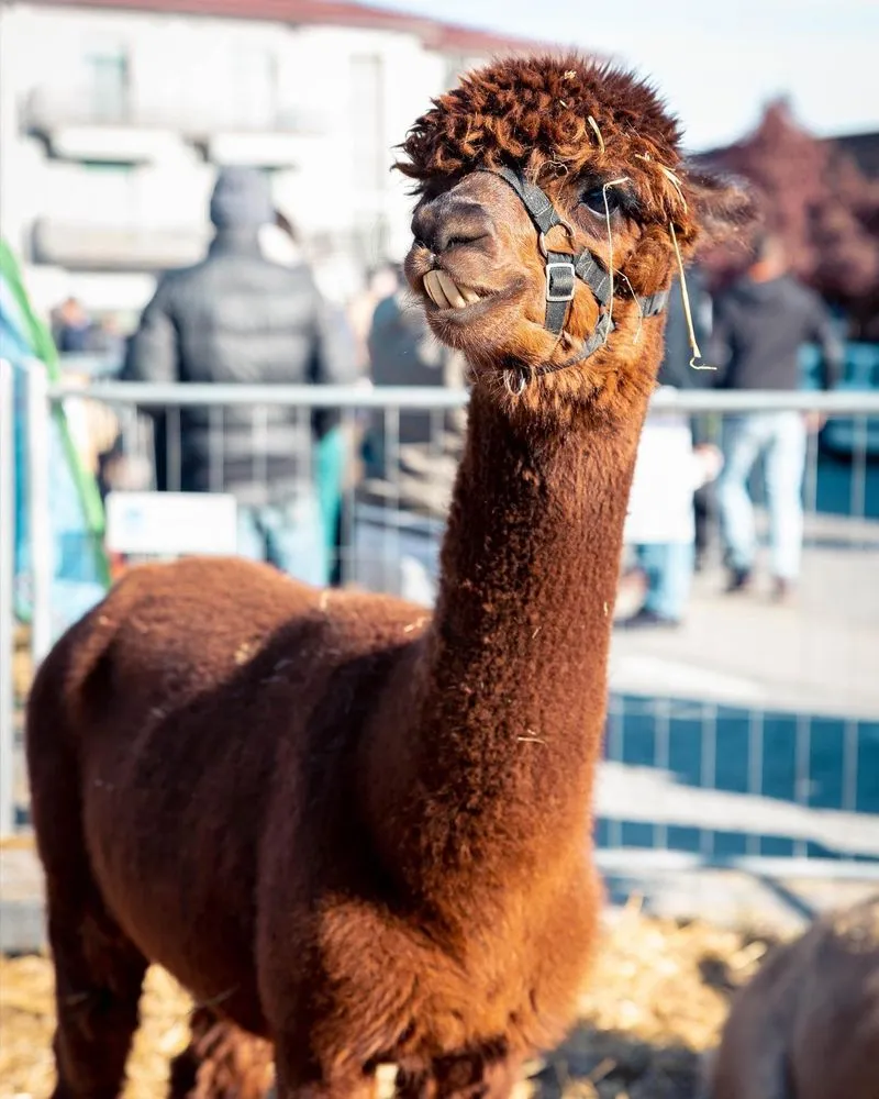 ARRIVA LA SETTIMANA DI BEE SAPORI DI MONTAGNA