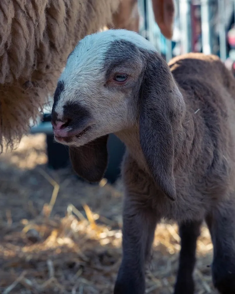 ARRIVA LA SETTIMANA DI BEE SAPORI DI MONTAGNA