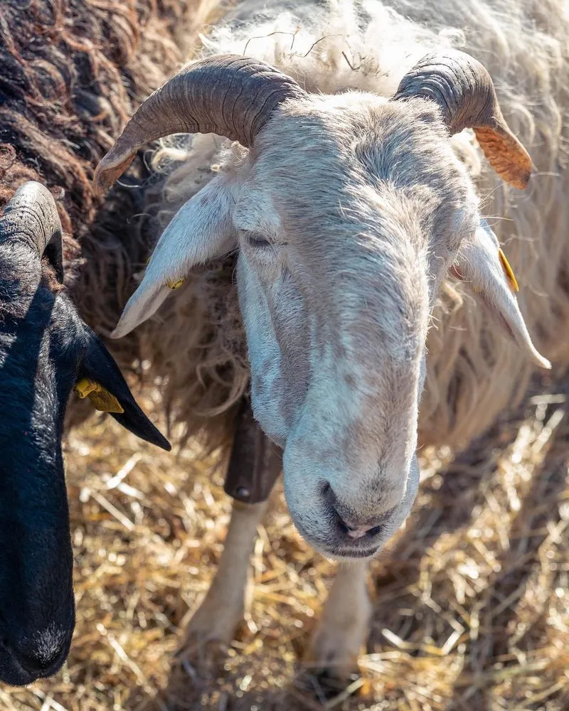ARRIVA LA SETTIMANA DI BEE SAPORI DI MONTAGNA