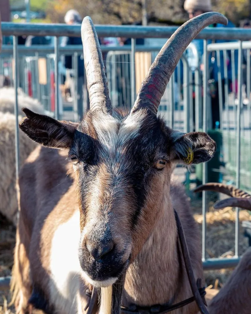 ARRIVA LA SETTIMANA DI BEE SAPORI DI MONTAGNA
