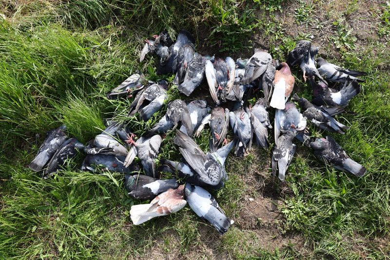 BORGARO-CASELLE - Strage di piccioni, la Regione apre al tavolo per superare i metodi cruenti di abbattimento