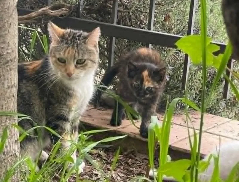 BRUINO - Trova la sua amata gatta uccisa da un colpo d'arma da fuoco davanti a casa: caccia al killer di animali