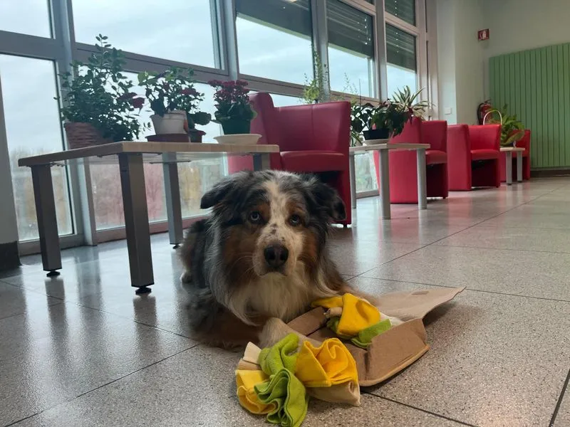 CANDIOLO - Pet therapy: con i dolci Woody e Leva migliora il benessere dei pazienti - FOTO