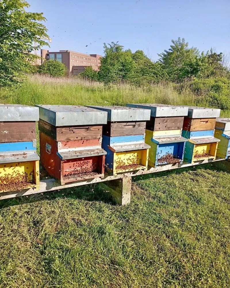 CANDIOLO - All'Irccs nascono il Giardino e il Viale della Ricerca 7 - FOTO