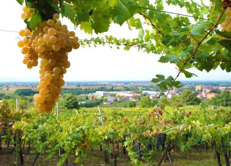 CANAVESE - «Etichette allarmistiche UE sarebbero disastro per vini nostrani»