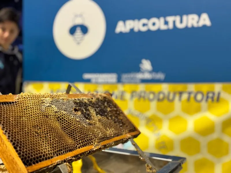 TORINO SUD - Il regno delle api, sentinelle della natura: dalla Regione fondi ai progetti nelle scuole