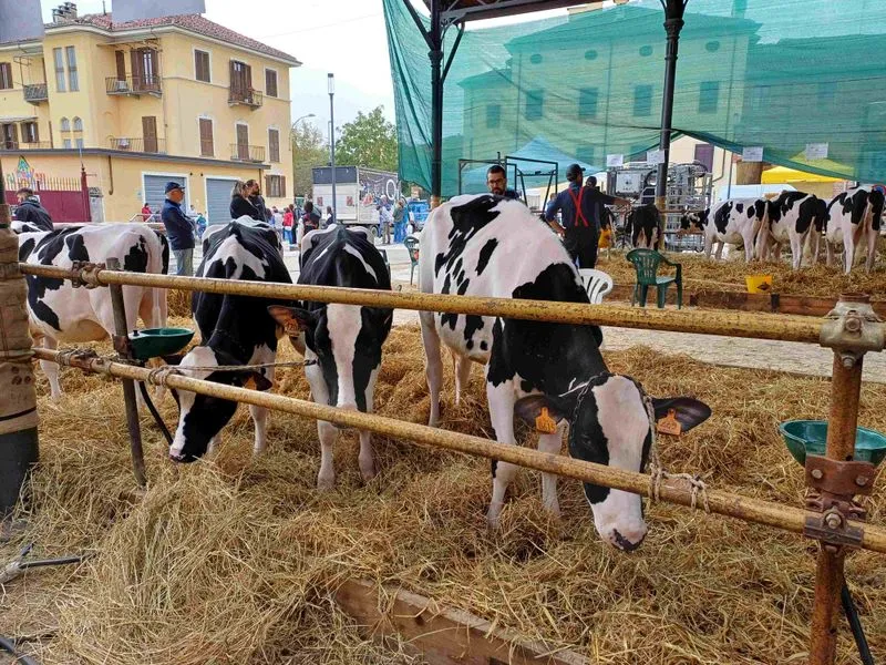 CARIGNANO - Sapori e tradizione alla «Sagra del Ciapinabò» - FOTO