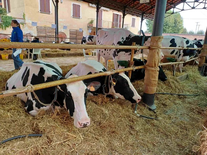 CARIGNANO - Sapori e tradizione alla «Sagra del Ciapinabò» - FOTO