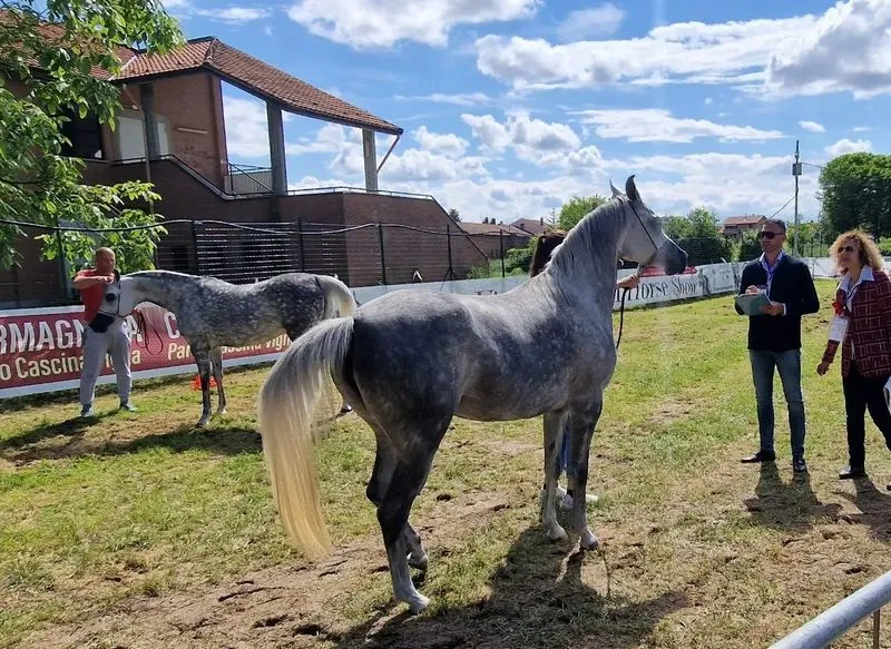 CARMAGNOLA - Al parco Vigna il grande ritorno dell'Arabian Horse Show