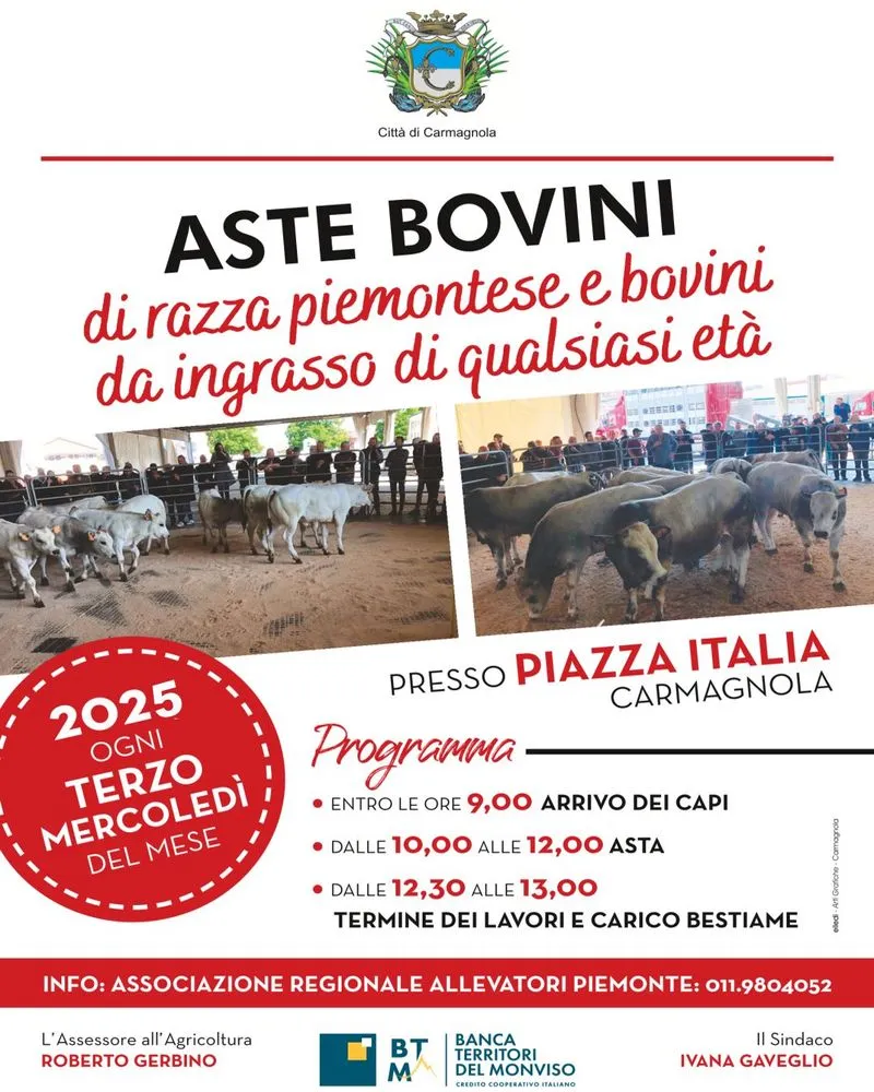 CARMAGNOLA - Nuovo appuntamento con le aste dei bovini di razza piemontese e bovini da ingrasso