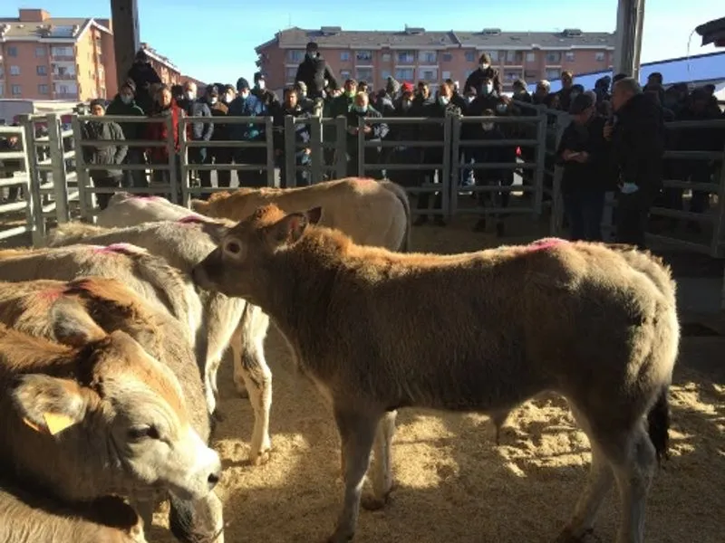 CARMAGNOLA - Proseguono le aste dei bovini ogni terzo mercoledì del mese