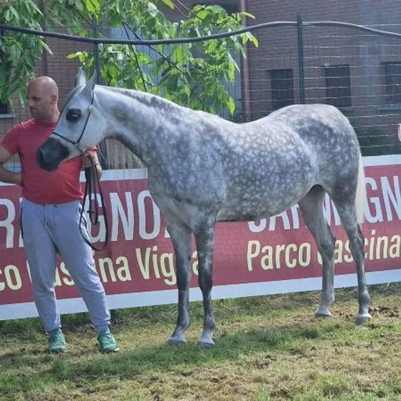 CARMAGNOLA - Parco Vigna Arabian Horse Show, torna il concorso per cavalli purosangue arabi