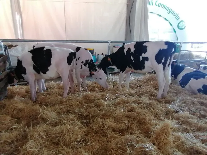 CARMAGNOLA - Tutto pronto per la Fiera primaverile numero 561 - FOTO
