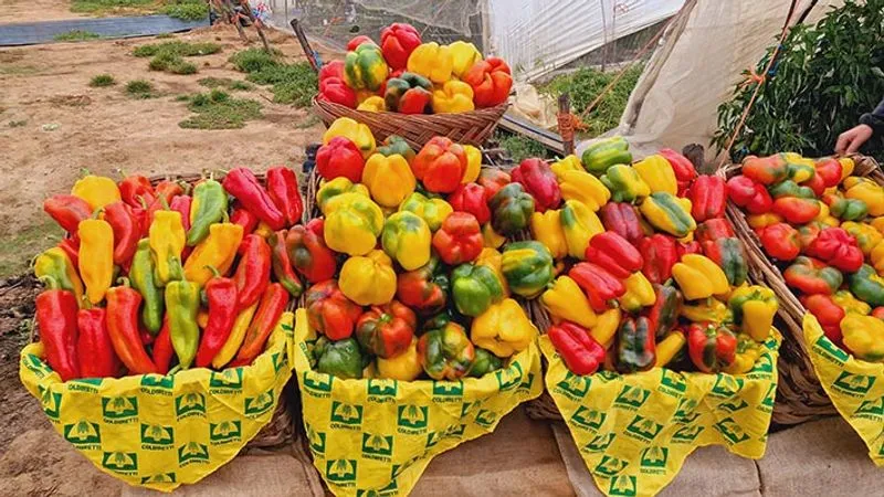 CARMAGNOLA - Record alla Fiera del Peperone: 350mila visitatori con un’affluenza in crescita del 25%