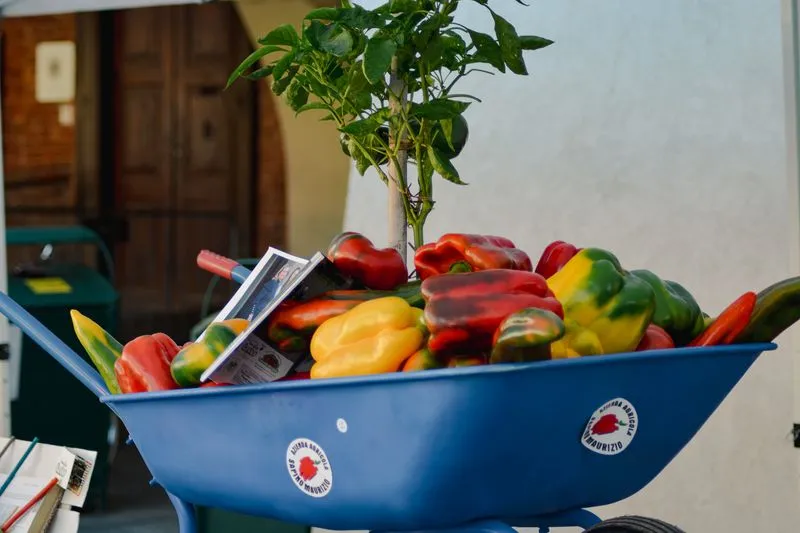 CARMAGNOLA - Record alla Fiera del Peperone: 350mila visitatori con un’affluenza in crescita del 25%