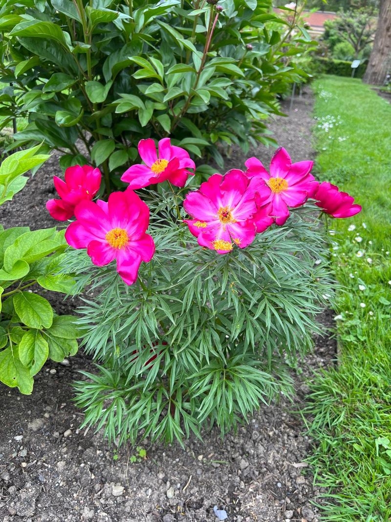 CARMAGNOLA - Nasce una nuova varietà di peonia: un esemplare unico dell’Orto Botanico di Torino