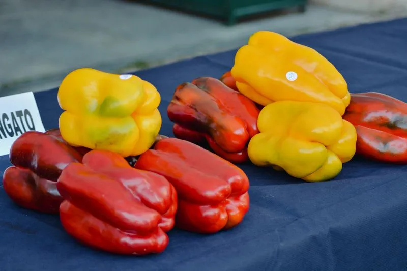 CARMAGNOLA - Peperoni da record alla 76esima Fiera nazionale - FOTO