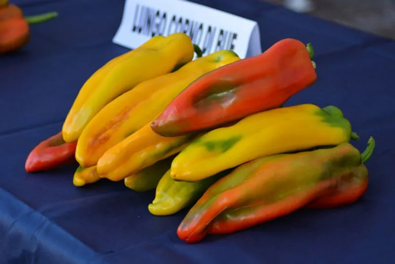 CARMAGNOLA - Peperoni da record alla 76esima Fiera nazionale - FOTO