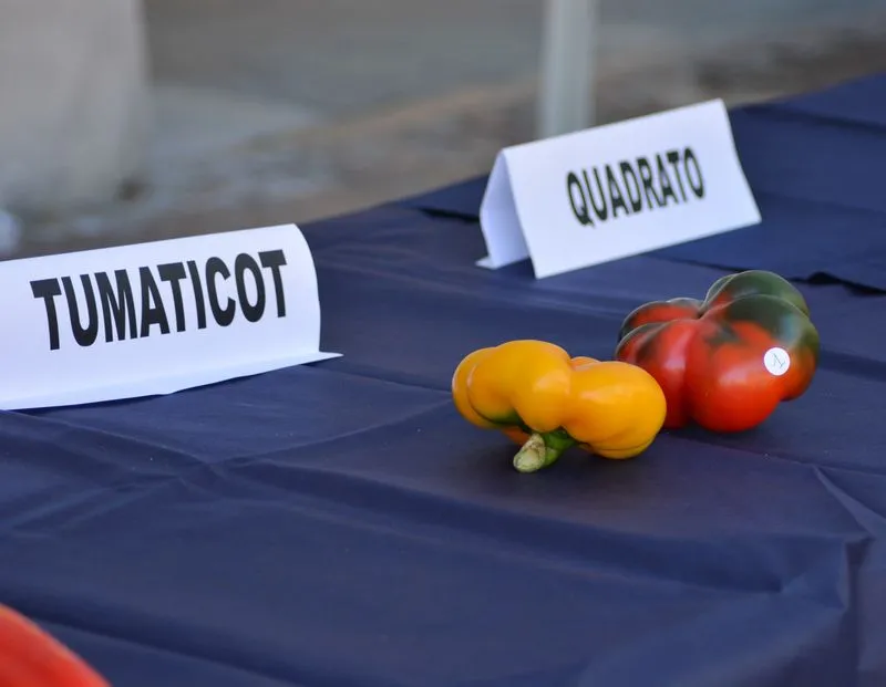 CARMAGNOLA - Peperoni da record alla 76esima Fiera nazionale - FOTO