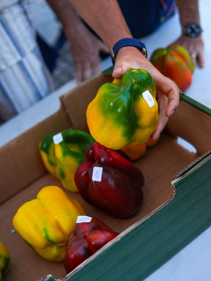 CARMAGNOLA - Peperoni da record alla 77esima Fiera nazionale - FOTO