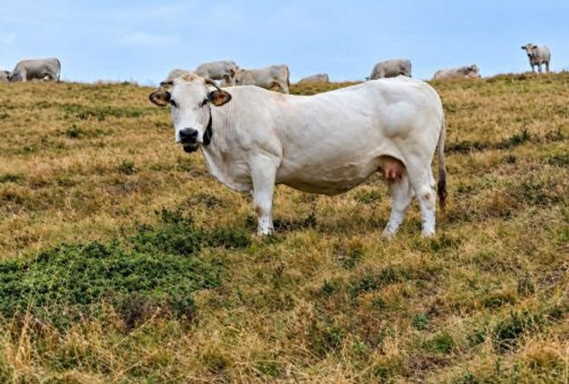 CARMAGNOLA - Distretto del Cibo della Razza Bovina Piemontese: esito positivo dell'istruttoria