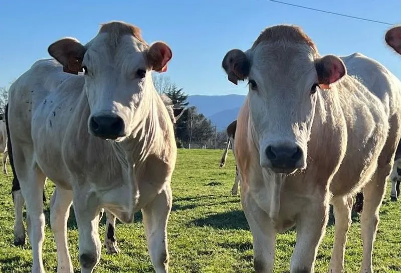 CARMAGNOLA - Al via il progetto «Razza Bovina Piemontese: Essenza del Territorio»
