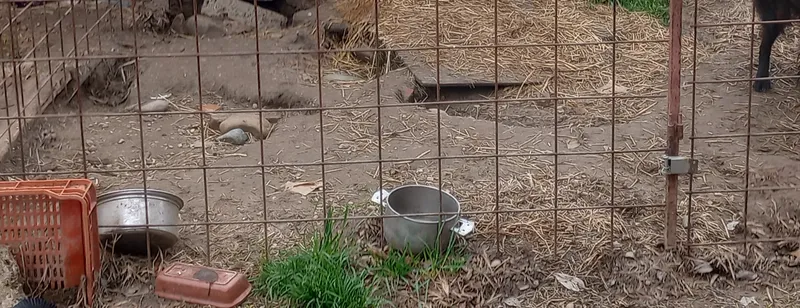 CARMAGNOLA - Controlli sulla detenzione dei cani: in azione le guardie zoofile di «Stop Animal Crimes Italia»