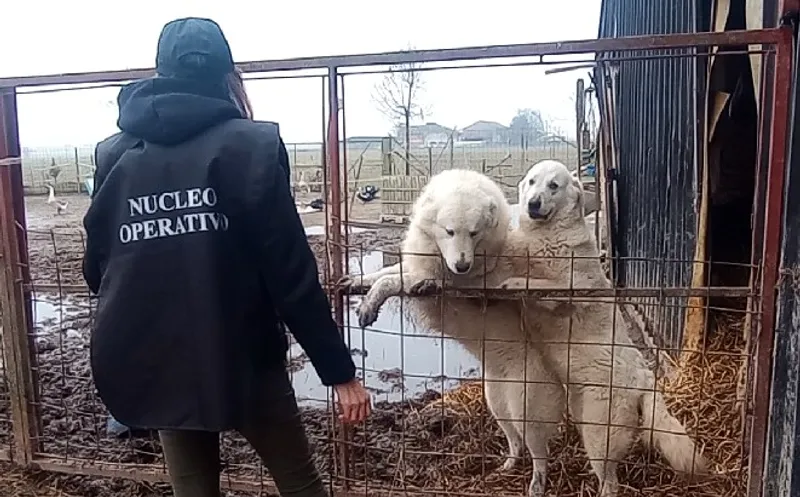 CARMAGNOLA - Controlli sulla detenzione dei cani: in azione le guardie zoofile di «Stop Animal Crimes Italia»