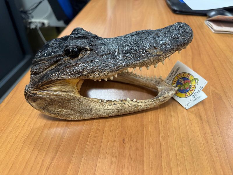 CASELLE - Nel bagaglio una testa di coccodrillo essiccata: scoperta durante un controllo dai finanzieri - FOTO