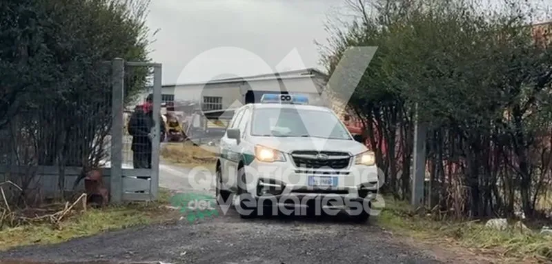 CASELLE - Omicidio Cat Berro: trovate morte una quindicina di capre nella stalla - FOTO