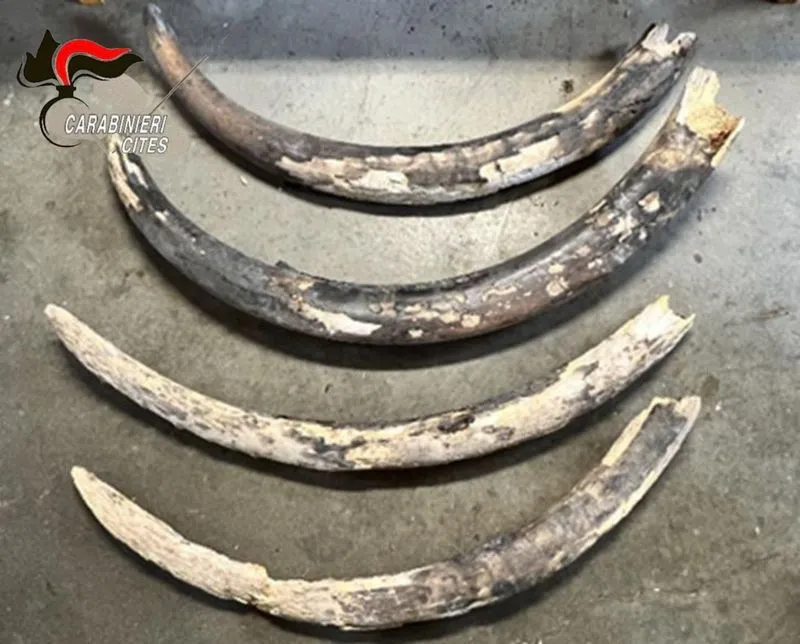 CASELLE-TORINO - In un laboratorio trovate cinque zanne grezze di elefante: sequestrate dai Carabinieri del Cites - FOTO