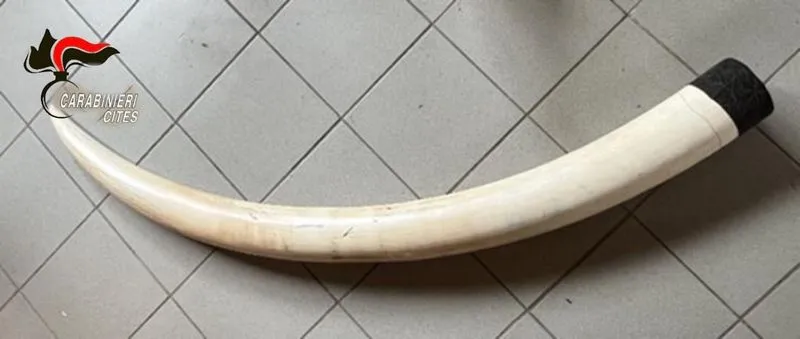 CASELLE-TORINO - In un laboratorio trovate cinque zanne grezze di elefante: sequestrate dai Carabinieri del Cites - FOTO