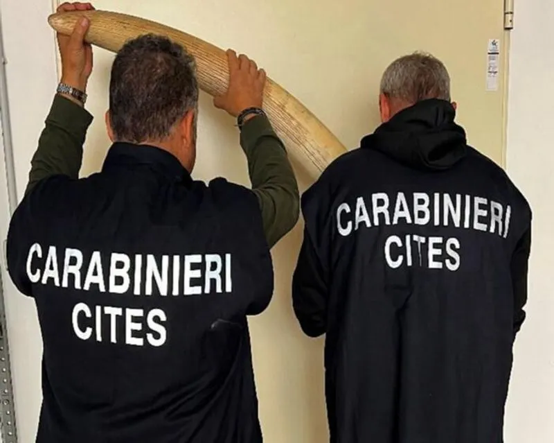 CASELLE - I carabinieri del nucleo Cites hanno recuperato cinque zanne d'elefante - FOTO