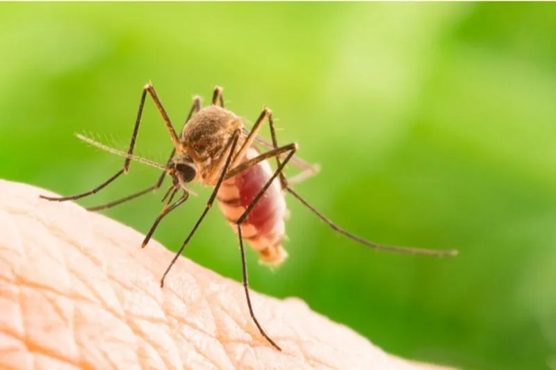 CASELLE - Tracce del virus West Nile nelle zanzare: scattano i controlli sul sangue