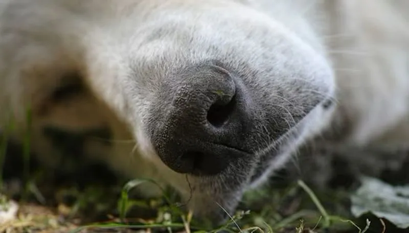 CASTELLAMONTE - Allarme esche avvelenate: un cane trovato morto in strada provinciale per Castelnuovo