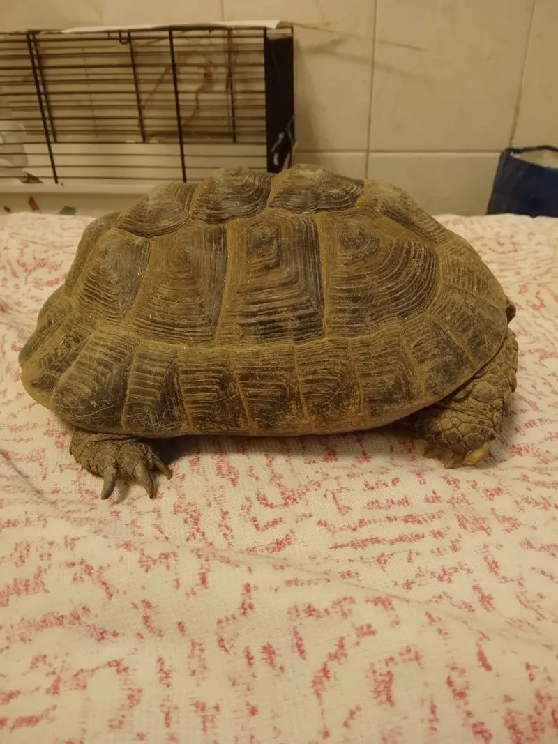 COLLEGNO - Due tartarughe «Testudo Graeca» dentro a un sacco dell'immondizia: ora si trovano al Canc - FOTO