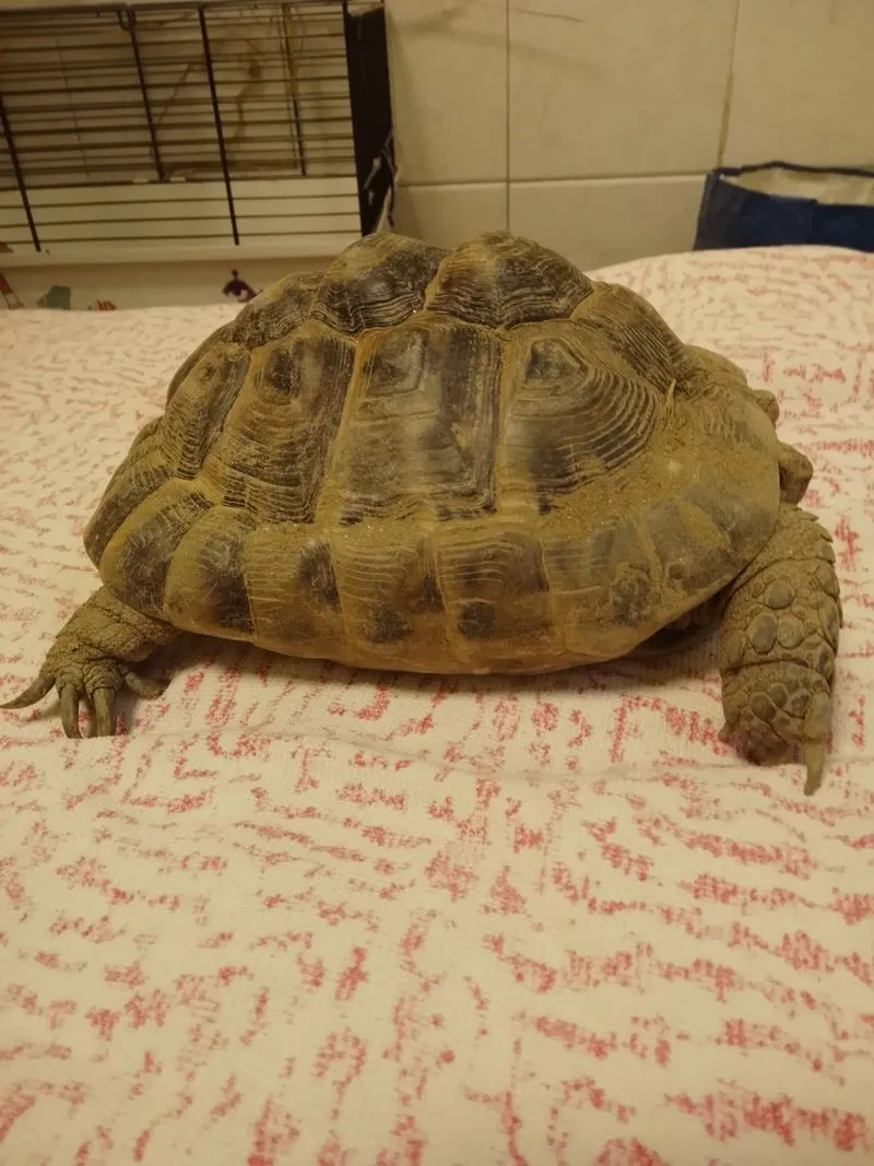 COLLEGNO - Due tartarughe «Testudo Graeca» dentro a un sacco dell'immondizia: ora si trovano al Canc - FOTO