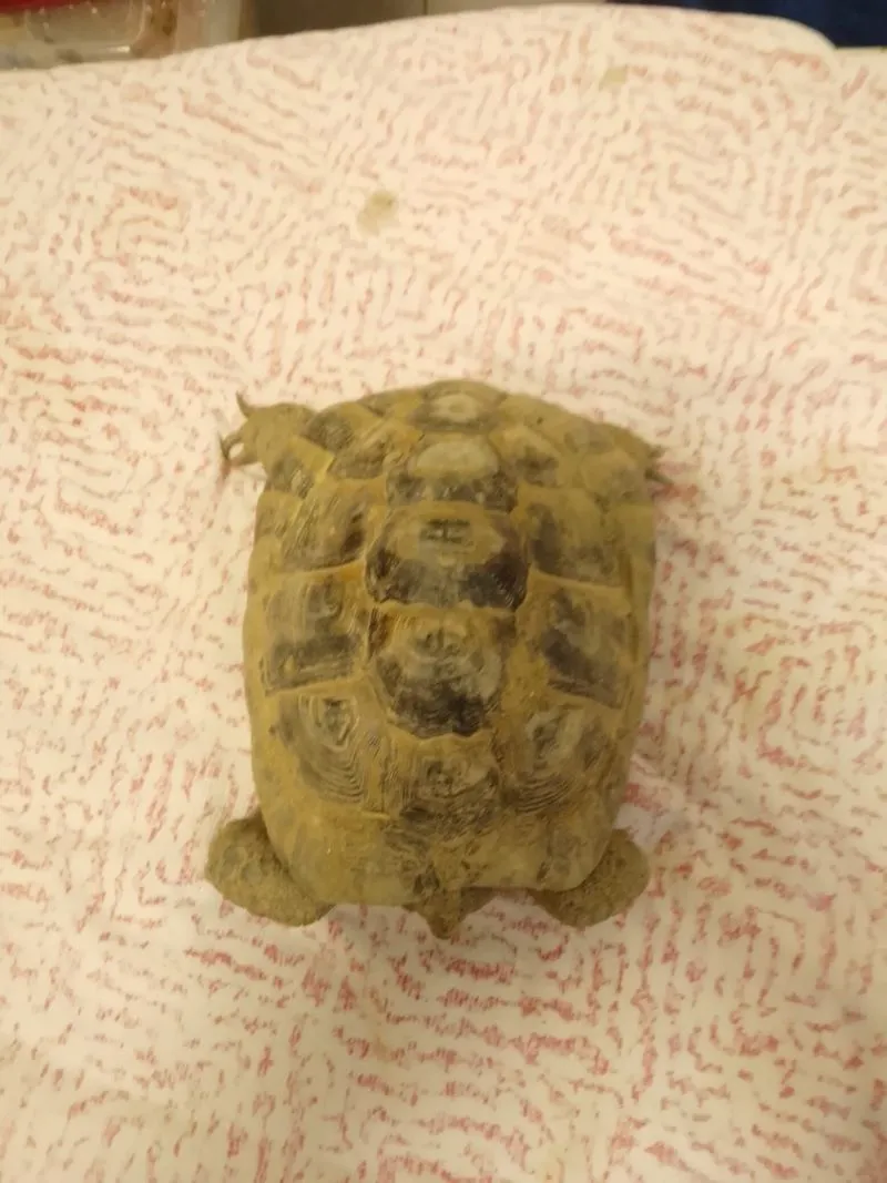 COLLEGNO - Due tartarughe «Testudo Graeca» dentro a un sacco dell'immondizia: ora si trovano al Canc - FOTO