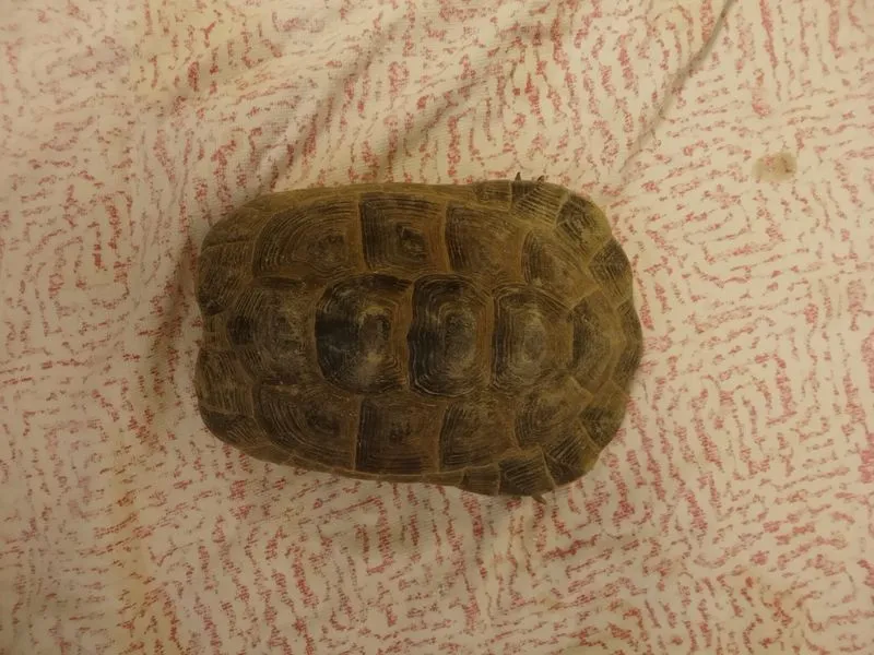 COLLEGNO - Due tartarughe «Testudo Graeca» dentro a un sacco dell'immondizia: ora si trovano al Canc - FOTO