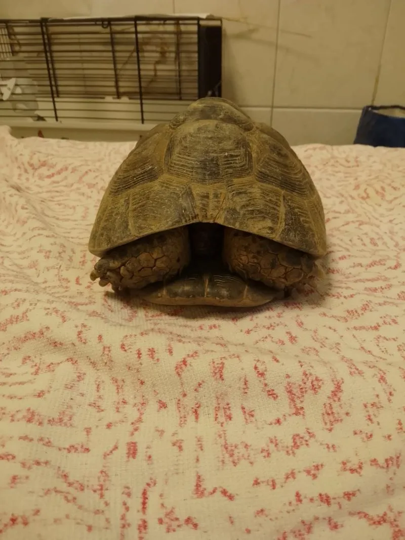 COLLEGNO - Due tartarughe «Testudo Graeca» dentro a un sacco dell'immondizia: ora si trovano al Canc - FOTO