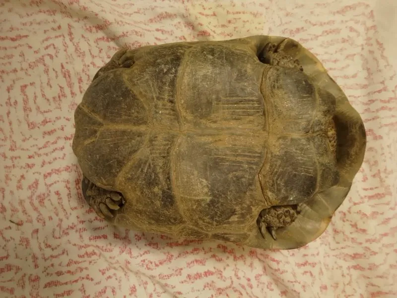COLLEGNO - Due tartarughe «Testudo Graeca» dentro a un sacco dell'immondizia: ora si trovano al Canc - FOTO