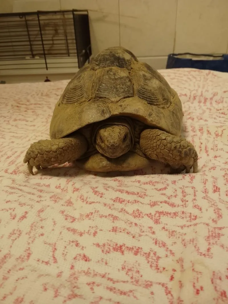 COLLEGNO - Due tartarughe «Testudo Graeca» dentro a un sacco dell'immondizia: ora si trovano al Canc - FOTO