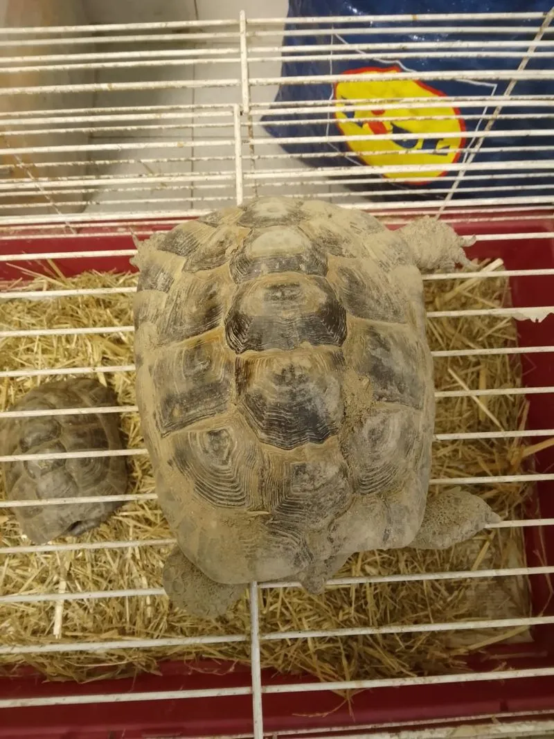 COLLEGNO - Due tartarughe «Testudo Graeca» dentro a un sacco dell'immondizia: ora si trovano al Canc - FOTO