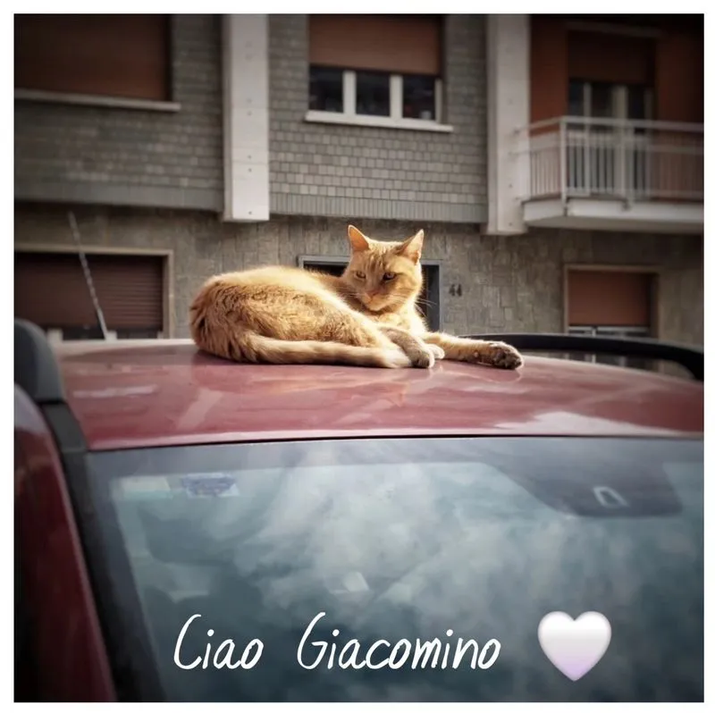 COLLEGNO - L'addio a «Giacomino», il gatto rosso «mascotte» della zona di via Lamarmora