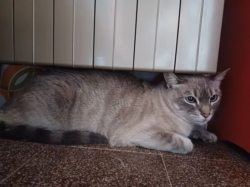 CUORGNE' - L'incredibile storia della gatta Birba: scappa di casa a Brescia e viene salvata in Canavese