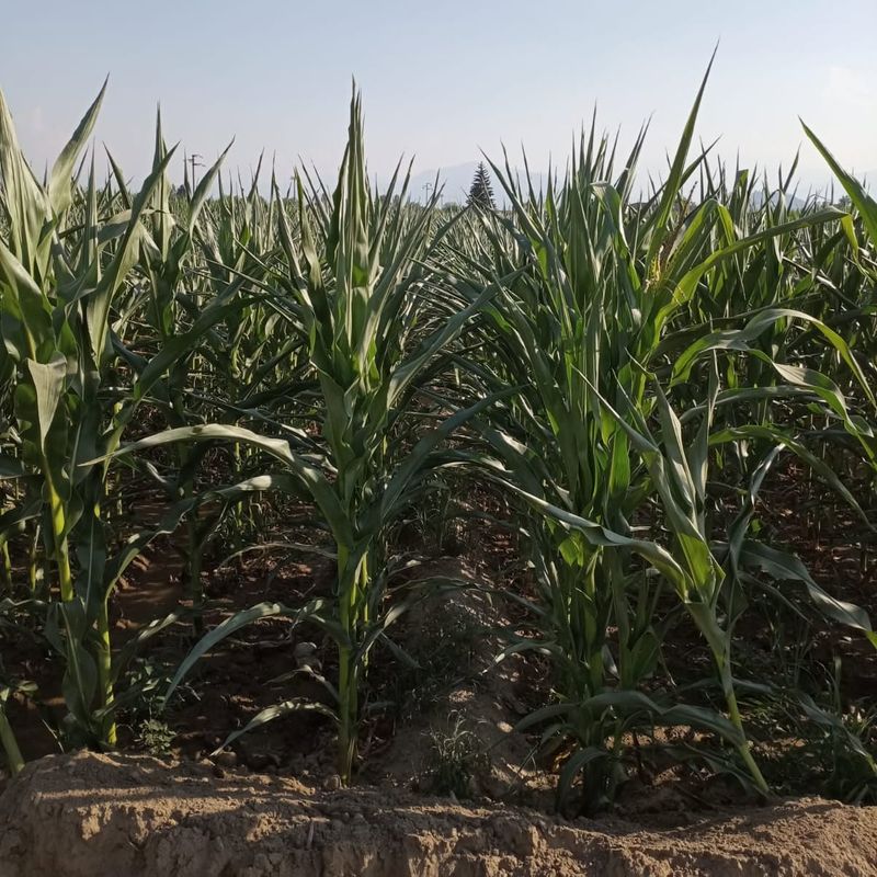 EMERGENZA SICCITA' - Confagricoltura Piemonte chiede alla Regione di attivare il Fondo di solidarietà nazionale per le imprese agricole
