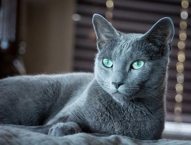 Blu di Russia