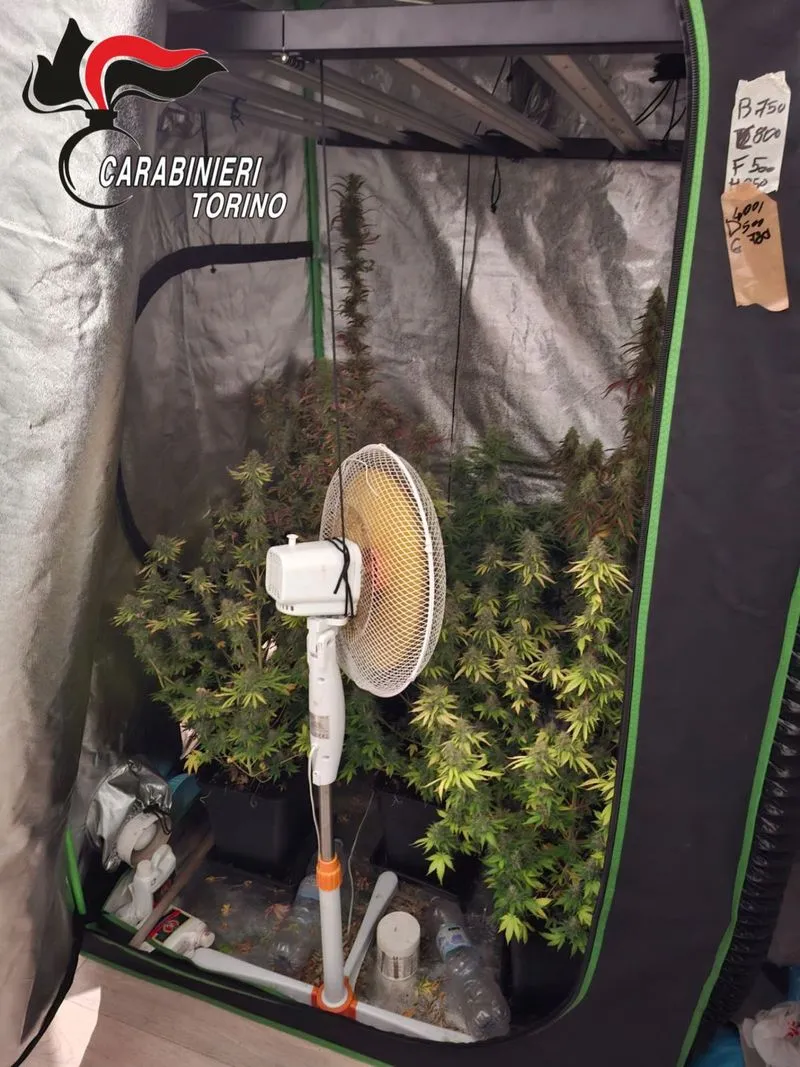 FIANO - In casa produceva marijuana, hashish e funghi allucinogeni: 22enne arrestato, la compagna denunciata - FOTO